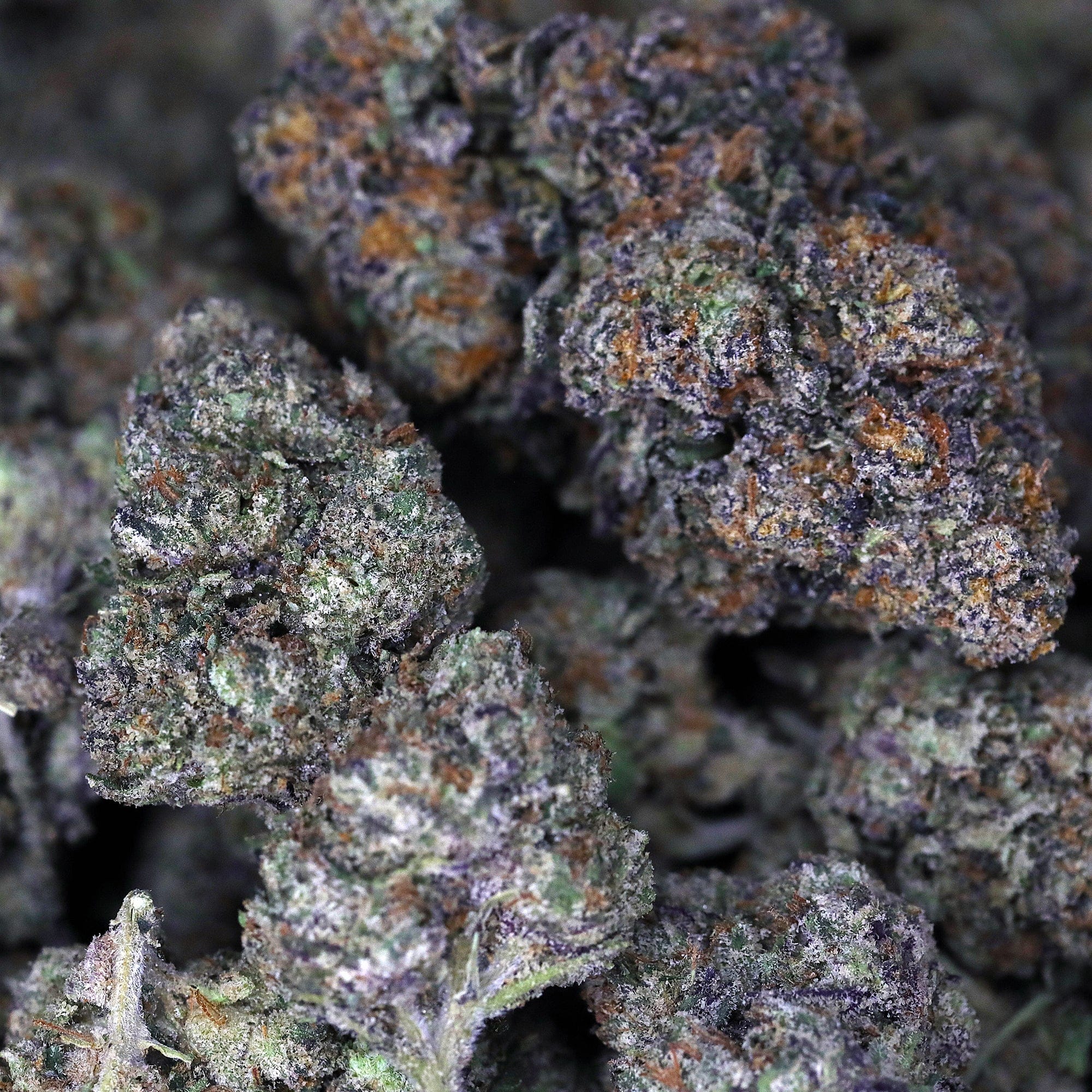 Gelato 33 THCa Flower * Exotic* - Image 2